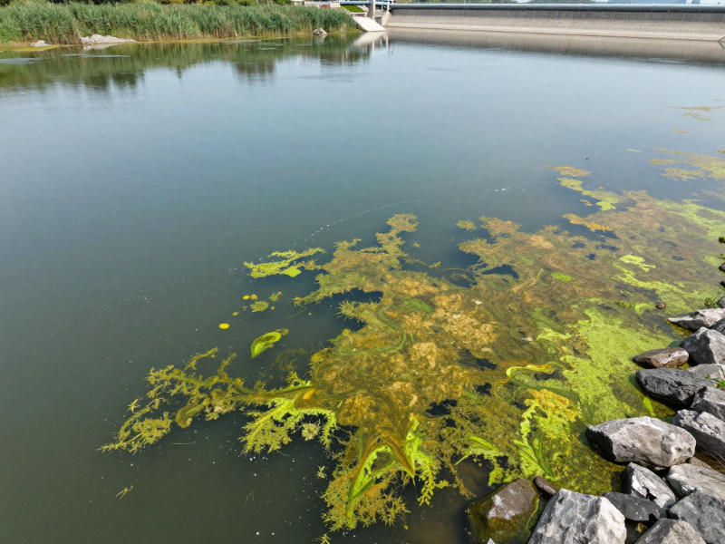 葉綠素a超標導(dǎo)致的水體水華現(xiàn)象